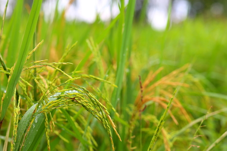 ear of paddy, ear of grainの写真素材