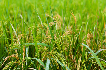 ear of paddy, ear of grainの写真素材