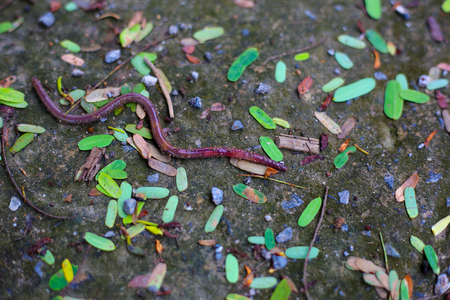 earthworms, anglewormsの写真素材