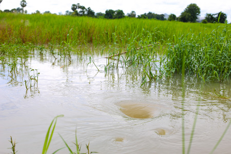 flash flood in rice fieldの写真素材