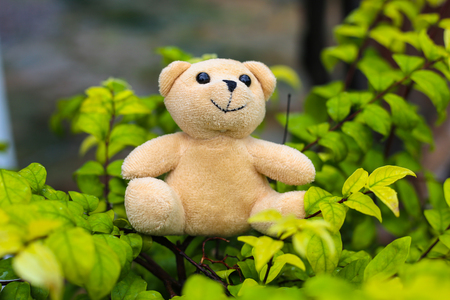little bear doll with natural backgroundの写真素材