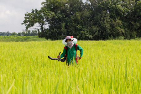 Farmer apply chemical fertilizer in rice field