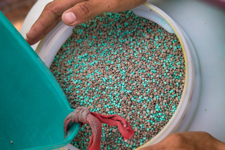 Farmer apply chemical fertilizer in rice fieldの写真素材
