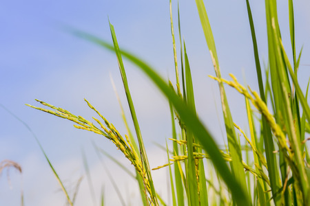 Beautiful rice fields, Paddy fieldsの写真素材