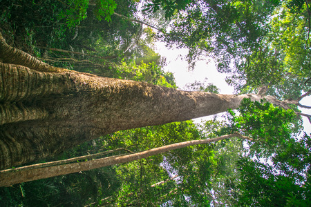 big treeの写真素材