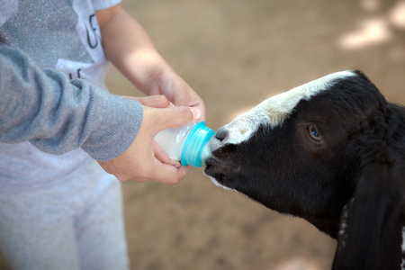 Feeding goatの写真素材