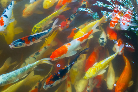 fish-carpの写真素材