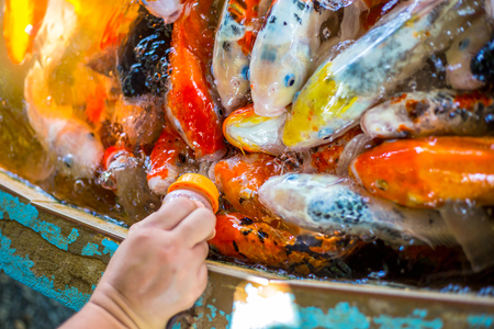 feeding fish-carp by bottle of milkの写真素材
