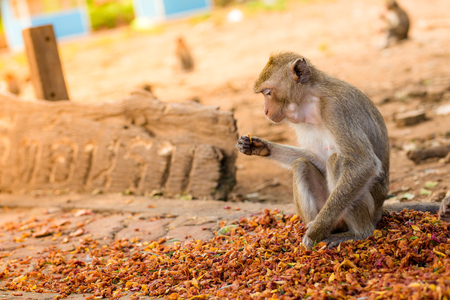 Portrait of monkeys