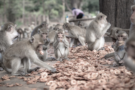 Monkeys eating, temple in Thailand.の写真素材