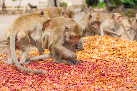 Monkeys eating, temple in Thailand.の写真素材
