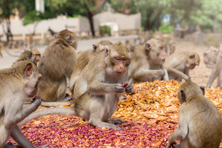 Monkeys eating, temple in Thailand.の写真素材