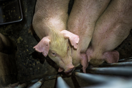 Pigsの写真素材