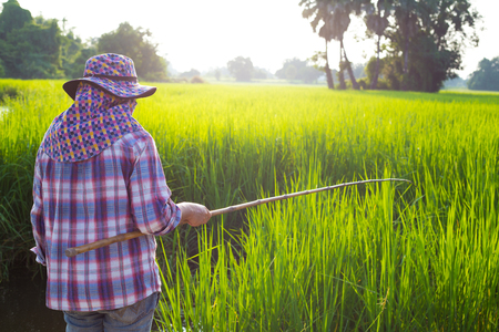 Angler are fishing in rice fieldの写真素材