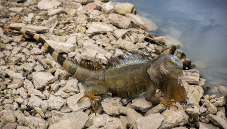 Iguanaの写真素材