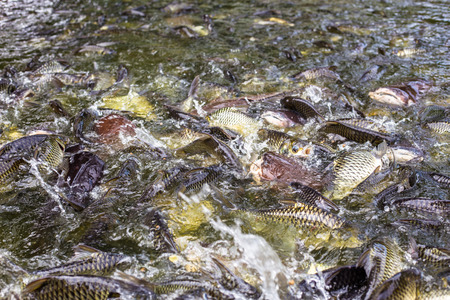 Feeding fishes.の写真素材