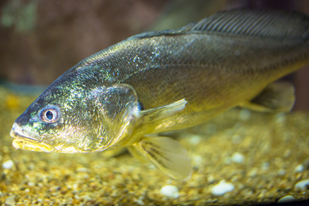 Close up of fishes in aquarium.