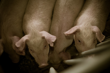 Portrait of young pigの写真素材