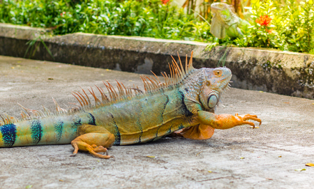 Iguanaの写真素材