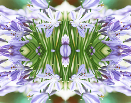 Abstract background pattern made from flower.の写真素材