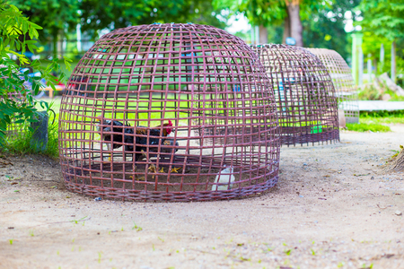 fighting cock in cageの写真素材