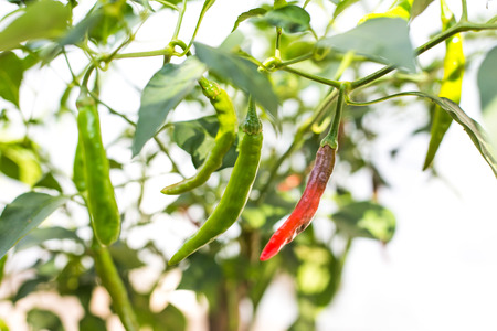 Close up of green chili pepper, backyard garden, home-grown vegetable, organic farmの写真素材