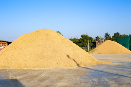 Fresh paddy rice, paddy sticky rice on the yard wait to dry in the sun, Thailandの写真素材