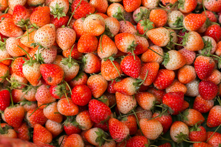 Close up of fresh strawberry in the north of Thailandの写真素材