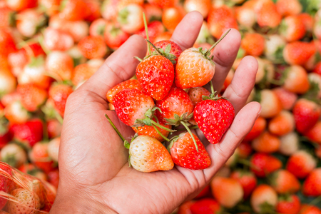 Close up of fresh strawberry in the north of Thailandの写真素材