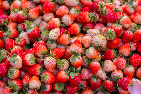 Close up of fresh strawberry in the north of Thailandの写真素材