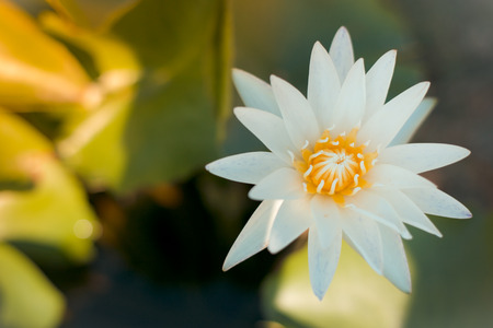 White lotus, White flower. Lotus flower of Buddha.の写真素材
