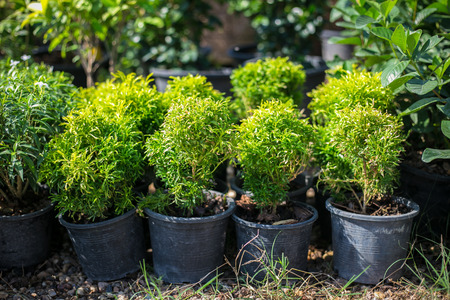 Garden tree, Ornamental plants, House plantsの写真素材