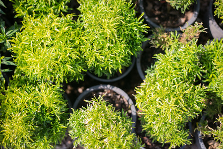Garden tree, Ornamental plants, House plantsの写真素材