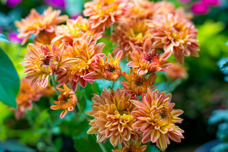 Orange Dendranthema, Orange small flowersの写真素材