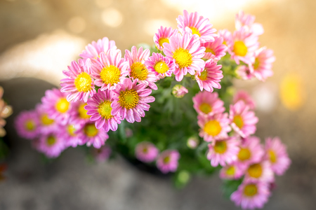 Small pink flower, pink Dendranthemaの写真素材