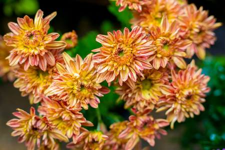 Orange Dendranthema, Orange small flowersの写真素材