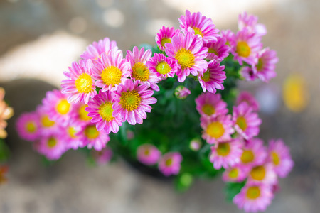 Small pink flower, pink Dendranthemaの写真素材