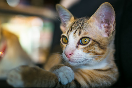 close up cat looking to wonder