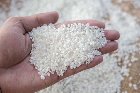 Japanese rice, Small milled riceの写真素材