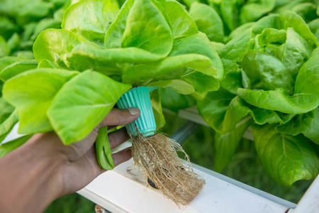 Organic hydroponic vegetable cultivation farm.の写真素材