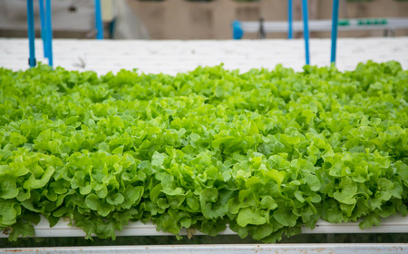 Organic hydroponic vegetable cultivation farm.の写真素材