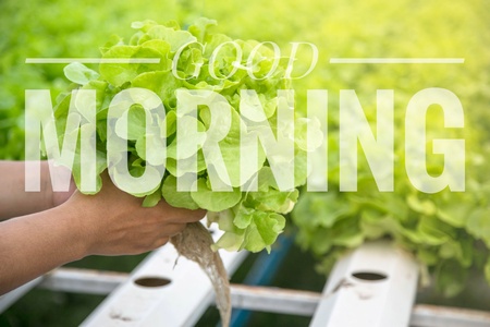 Good morning words on hydroponic vegetable background.の写真素材