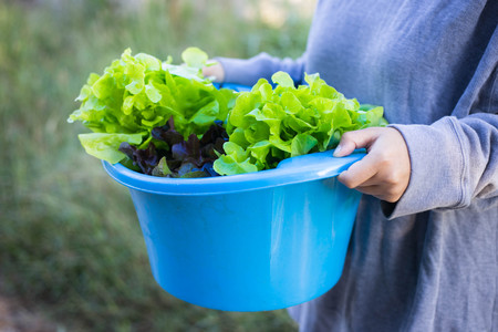 people holing organic hydroponic vegetable.の写真素材