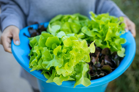 people holing organic hydroponic vegetable.の写真素材