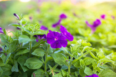 Purple flower, nature backgroundの写真素材