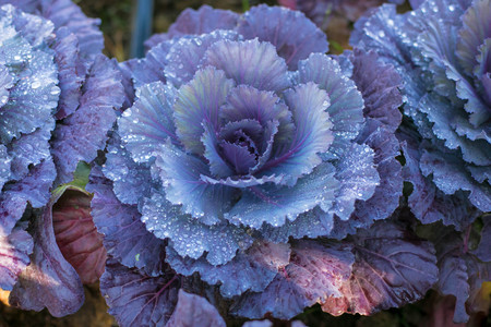 Purple cabbage in cold season on January, Thailandの写真素材