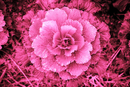 Pink gradient natural background Vegetable in cold season on January, Thailanの写真素材