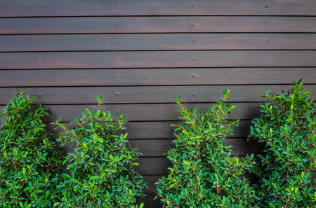 Tree on brown wooden wall and copy space.の写真素材