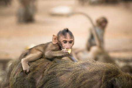 Monkeys cute, Baby monkey.