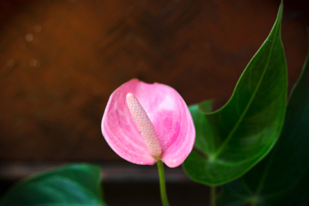 Close up of Pink Flamingo Flowerの写真素材